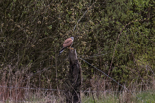 20160423 1235VRAw [D~LIP] Turmfalke, Hörster Bruch, Hörste