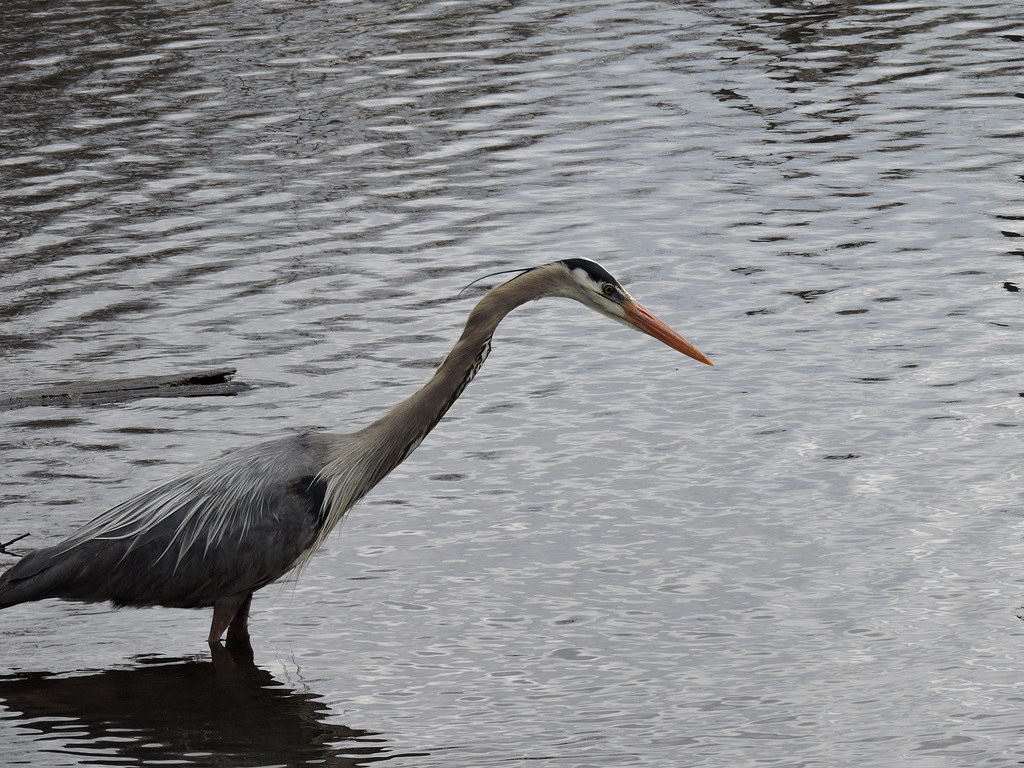 GBH Sapsucker NotDad