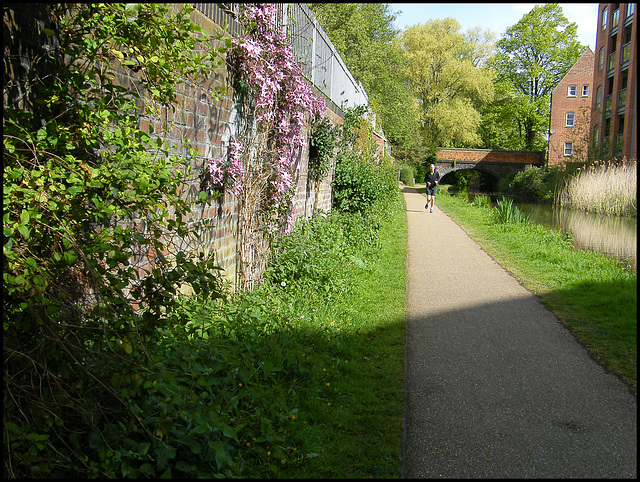 canalside clematis