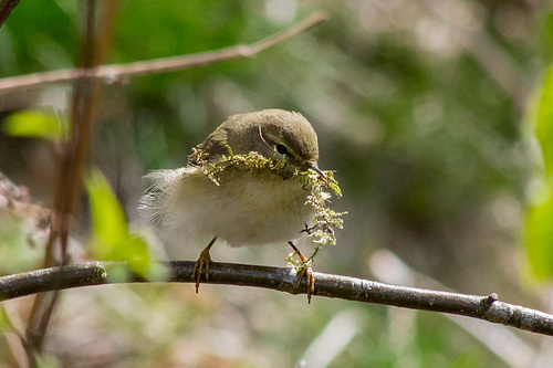 Nestbuilder