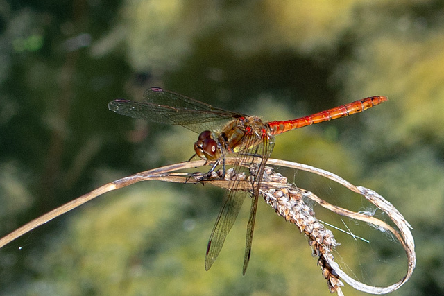 Common Darter-DSA 8992