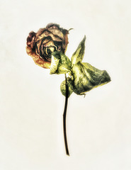 second hand rose