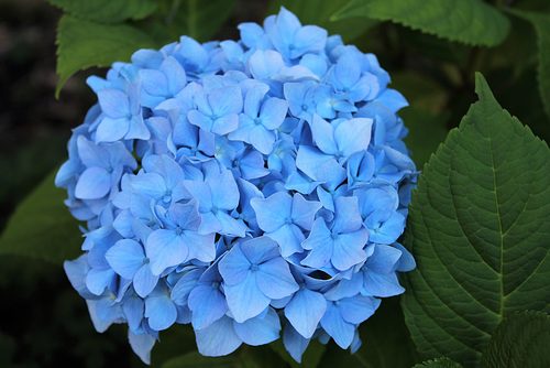 bleu
