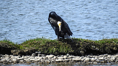20190609 4903CPw [R~GB] Kormoran, Wales