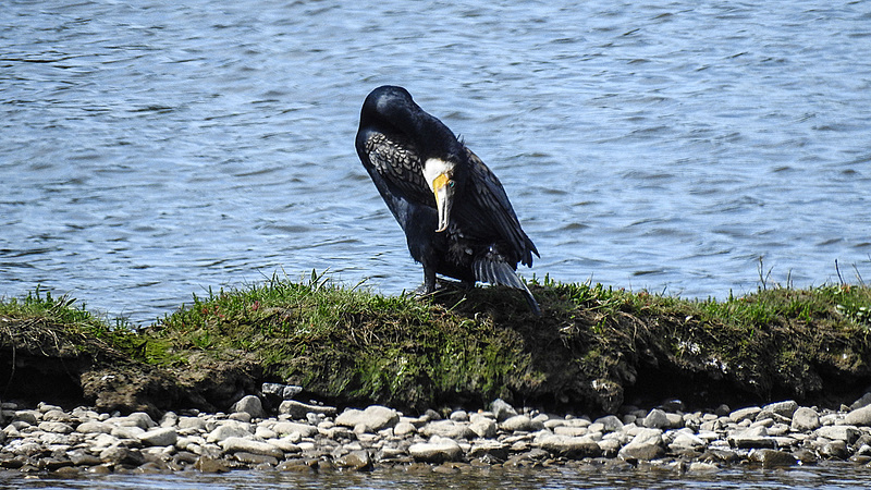 20190609 4903CPw [R~GB] Kormoran, Wales
