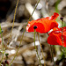 Coquelicots au champ.....