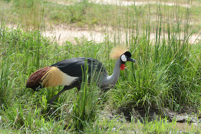 Uganda, Grey Crowned Crane in Murchison Falls National Park