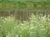 Blüten am Ufer
