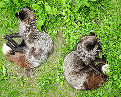 20210709 1641CPw [D~OS] Silberfuchs (Vulpes vulpes), Zoo Osnabrück