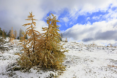 Larches and Snow