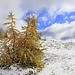 Larches and Snow