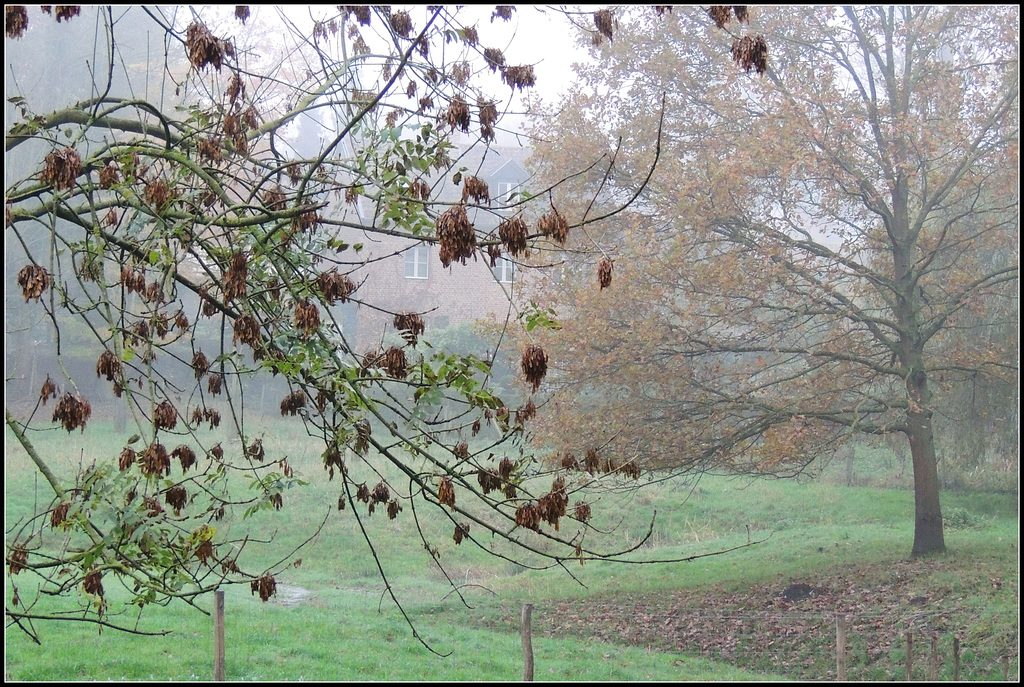 Misty house  of Paula