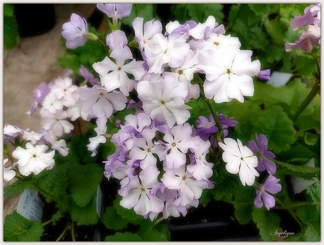 Primula sieboldii............Bon jeudi à tous ❤️