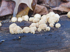 Fungus on a rotten log