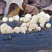 Fungus on a rotten log