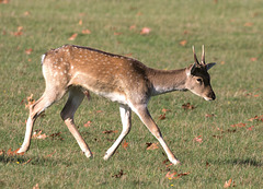 EF7A5153-CR2 DxO DeepPRIME -1Deerv4