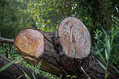 20140911 5130VRAw [NL] Baumteil, Terschelling