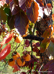 ...fruit d'automne :le  kaki ...