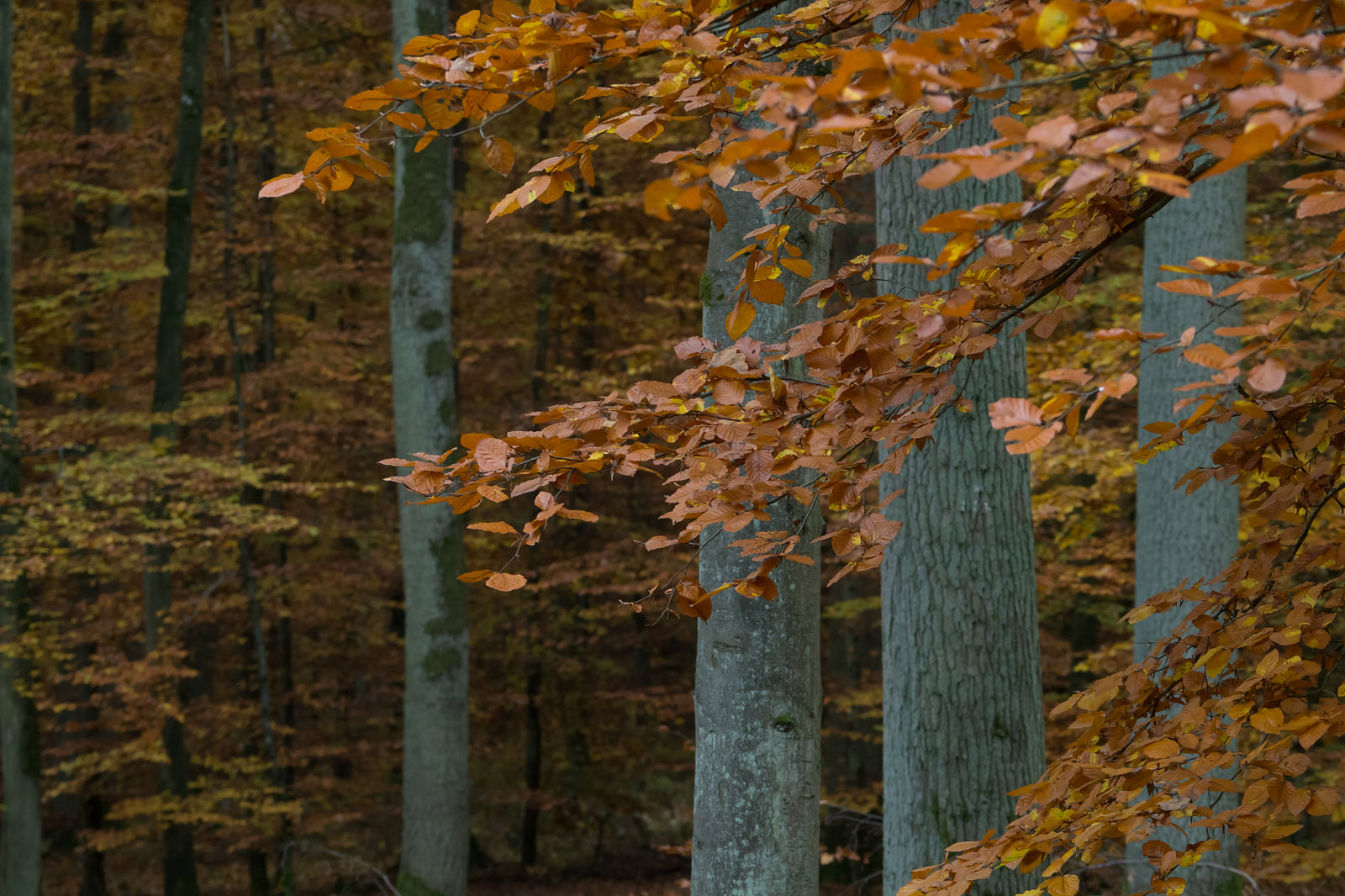 Eifel - Traumpfad Eltzer Burgpanorama