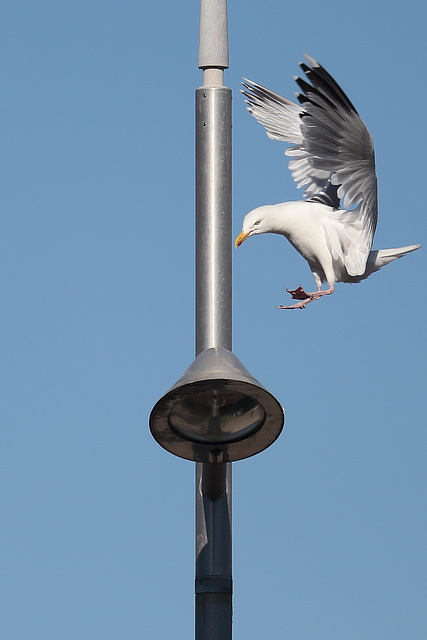 EOS 6D Peter Harriman 18 37 42 2168 HerringGull dpp