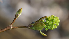 Ahorn-Blüten-Explosion