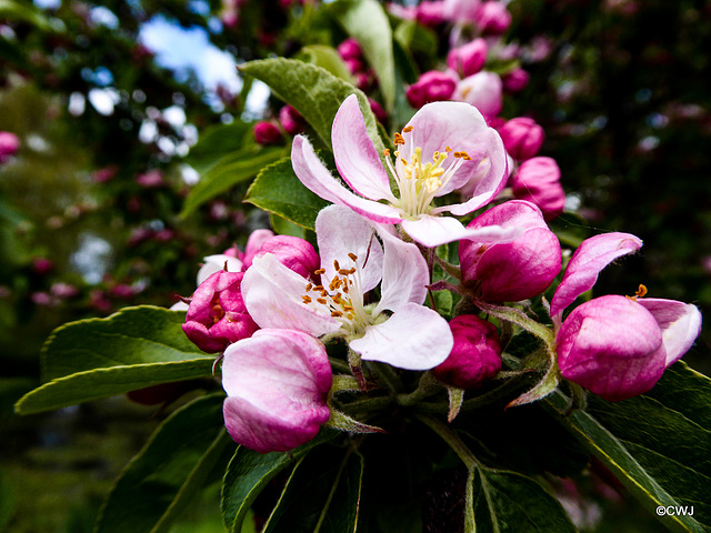 Crab apple blossom