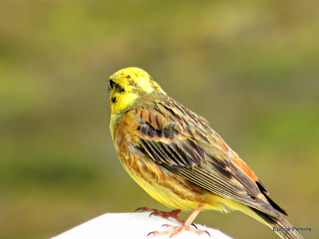 Yellow Hammer On A Post