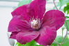 clematis