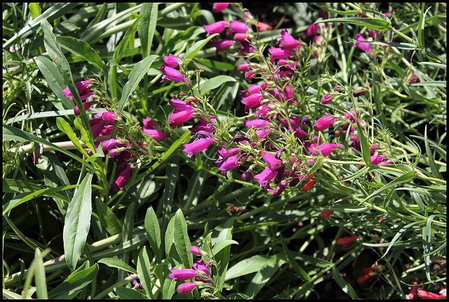 Penstemon campanulatus (3)