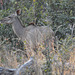 Ina granda kuduo. Okavango-Delto