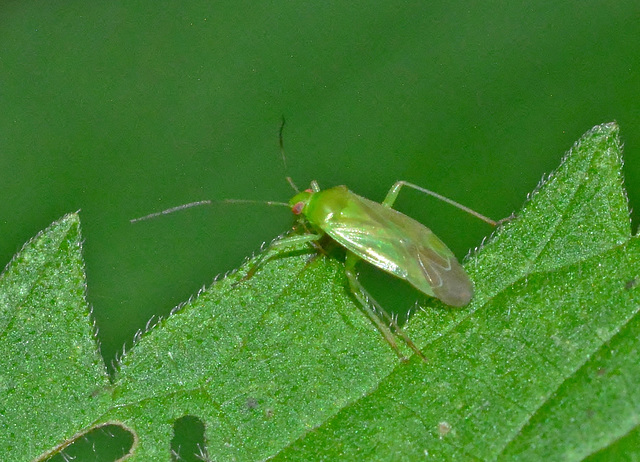 Plant Bug