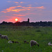 Sheep sunset