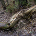 A sinuous fallen tree trunk for H.A.N.W.E.