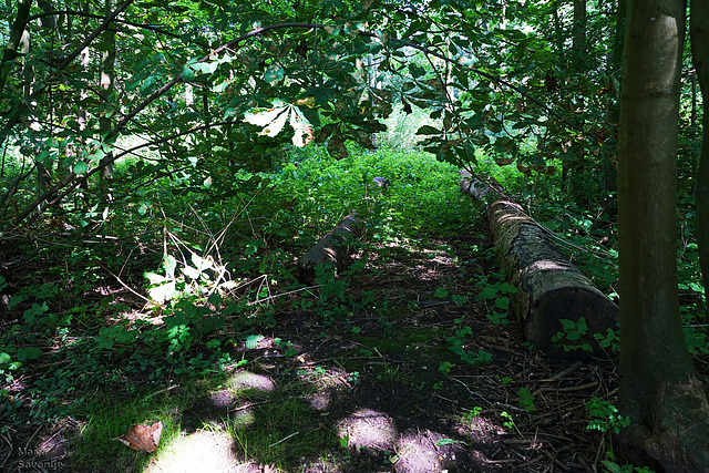 omgevallen bomen