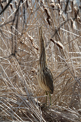 american bittern