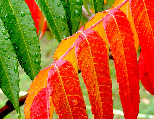 Larmes de Sumac de Virginie...