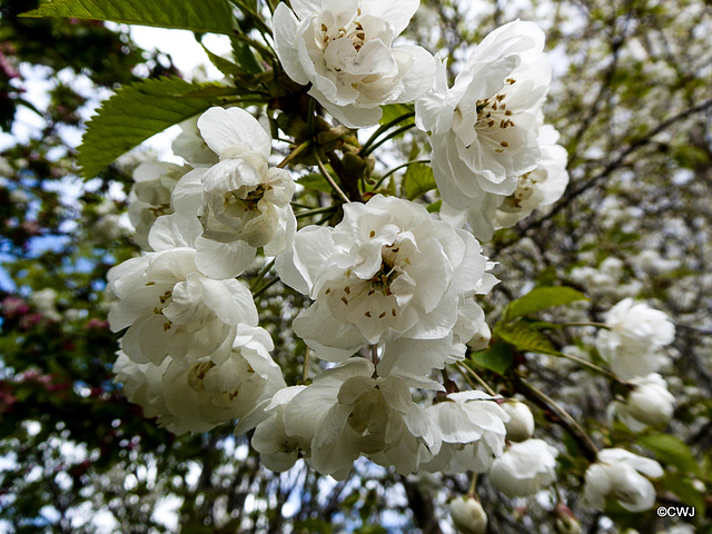 Cherry blossom