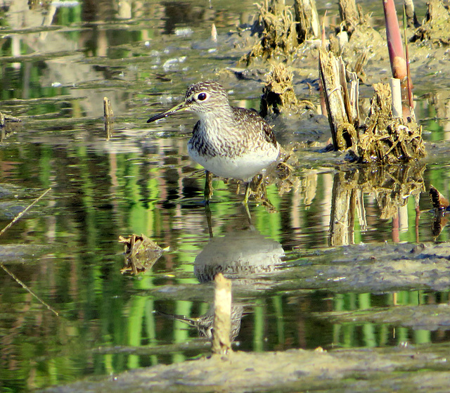 The only one: Solitary Sandpiper.