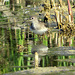 The only one: Solitary Sandpiper.