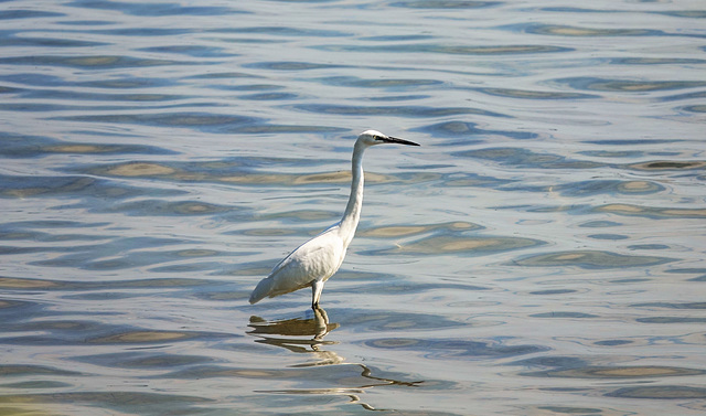 Aigrette garzette