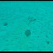 08l-Mgarr ix-Xini, stingray and flounder