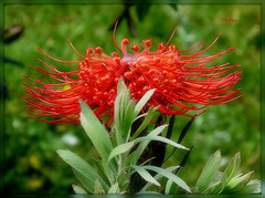 Protea cynaroides............Bon jeudi à tous ❤️