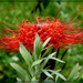 Protea cynaroides............Bon jeudi à tous ❤️