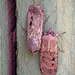 Small wall