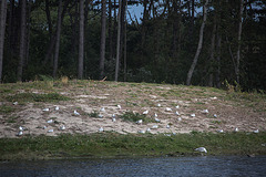 20140911 5128VRAw [NL]  Möwe. Terschelling