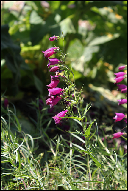 Penstemon campanulatus (4)