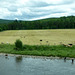 Feld-Wald-Wiesen-Wasser-Rinder