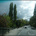 poplars by Magdalen Bridge