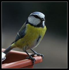 Mésange bleue  (1)