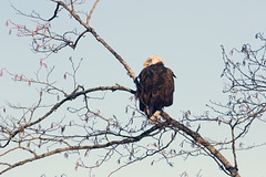 American Bald Eagle